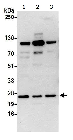 Western blot - Anti-SEC22B antibody (AB241585)