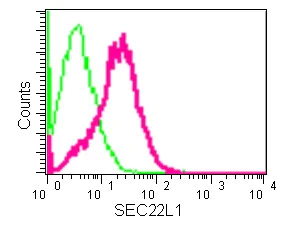 Flow Cytometry (Intracellular) - Anti-SEC22B antibody [EPR12335] (AB181076)
