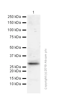 Western blot - Anti-SEC22B antibody [EPR12335] (AB181076)