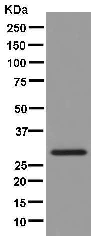 Western blot - Anti-SEC22B antibody [EPR12335] (AB181076)