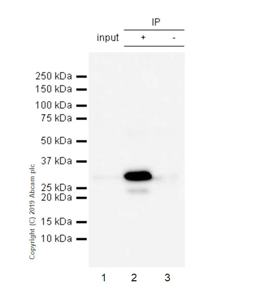 Immunoprecipitation - Anti-SEC22B antibody [EPR12335] - BSA and Azide free (AB250328)