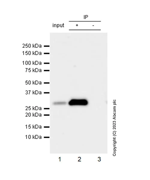 Immunoprecipitation - Anti-SEC22B antibody [EPR12335] - BSA and Azide free (AB250328)