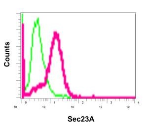 Flow Cytometry (Intracellular) - Anti-SEC23A antibody [EPR13270(B)] (AB179811)