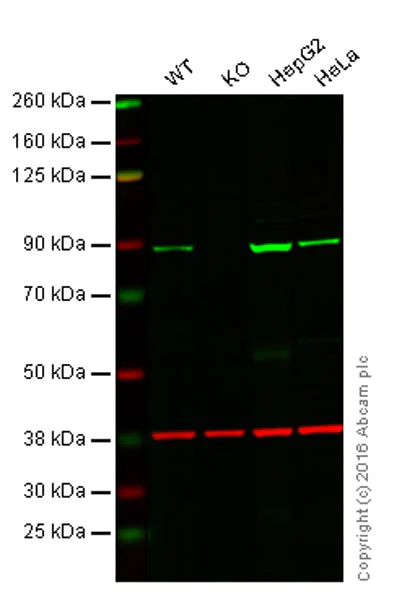 Western blot - Anti-SEC23A antibody [EPR13270(B)] (AB179811)