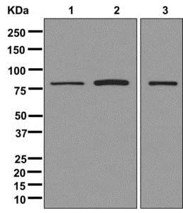 Western blot - Anti-SEC23A antibody [EPR13270(B)] - BSA and Azide free (AB250116)