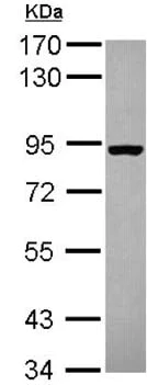 Western blot - Anti-SEC23B antibody (AB151258)