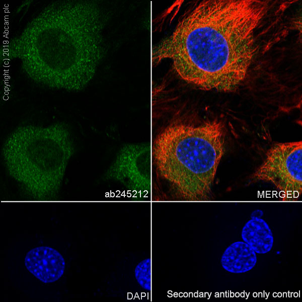 Immunocytochemistry/ Immunofluorescence - Anti-SEC23B antibody [EPR22723-24] (AB245212)