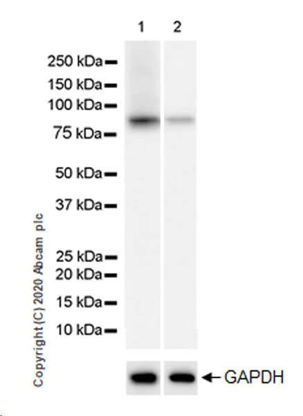 Western blot - Anti-SEC23B antibody [EPR22723-24] (AB245212)