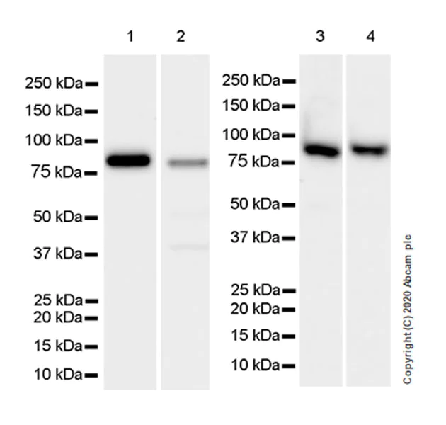 Western blot - Anti-SEC23B antibody [EPR22723-24] (AB245212)
