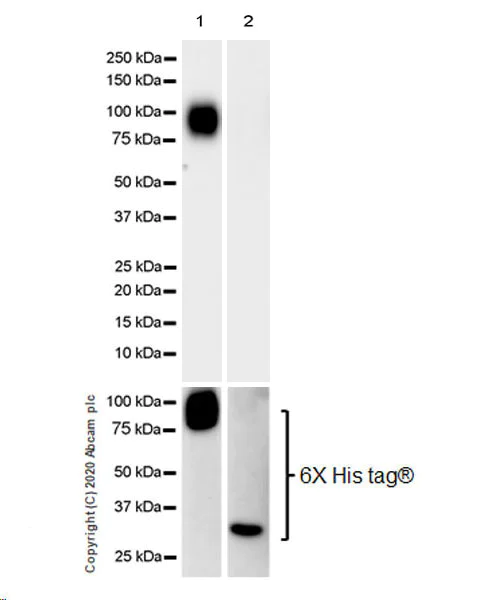 Western blot - Anti-SEC23B antibody [EPR22723-24] (AB245212)