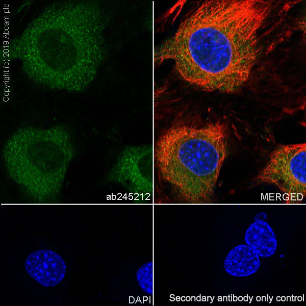 Immunocytochemistry/ Immunofluorescence - Anti-SEC23B antibody [EPR22723-24] - BSA and Azide free (AB270756)