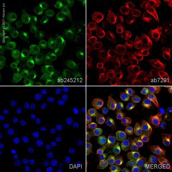 Immunocytochemistry/ Immunofluorescence - Anti-SEC23B antibody [EPR22723-24] - BSA and Azide free (AB270756)