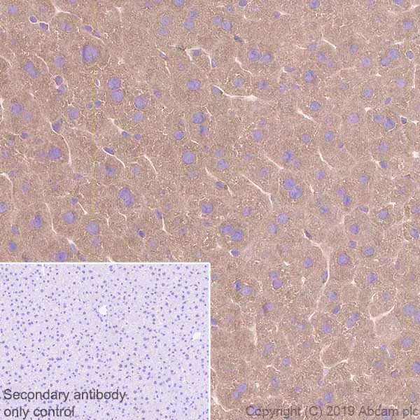 Immunohistochemistry (Formalin/PFA-fixed paraffin-embedded sections) - Anti-SEC23B antibody [EPR22723-24] - BSA and Azide free (AB270756)