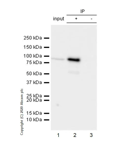 Immunoprecipitation - Anti-SEC23B antibody [EPR22723-24] - BSA and Azide free (AB270756)