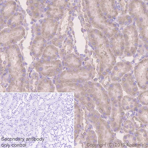 Immunohistochemistry (Formalin/PFA-fixed paraffin-embedded sections) - Anti-SEC23B + SEC23A antibody [EPR22723-102] (AB270750), expandable thumbnail