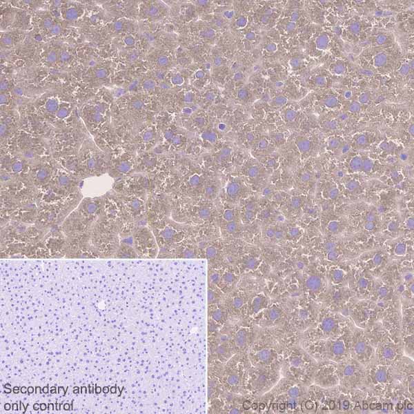 Immunohistochemistry (Formalin/PFA-fixed paraffin-embedded sections) - Anti-SEC23B + SEC23A antibody [EPR22723-102] (AB270750), expandable thumbnail