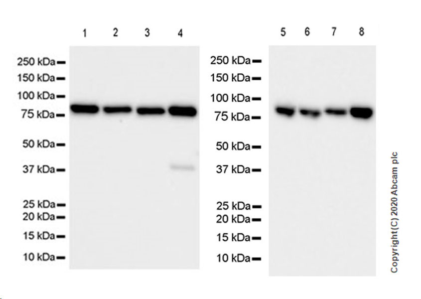 Western blot - Anti-SEC23B + SEC23A antibody [EPR22723-102] (AB270750), expandable thumbnail