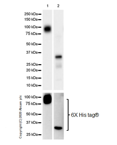 Western blot - Anti-SEC23B + SEC23A antibody [EPR22723-102] (ab270750), expandable thumbnail