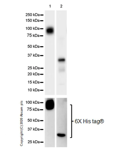 Western blot - Anti-SEC23B + SEC23A antibody [EPR22723-102] (AB270750)