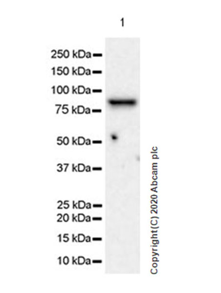 Western blot - Anti-SEC23B + SEC23A antibody [EPR22723-102] (AB270750), expandable thumbnail