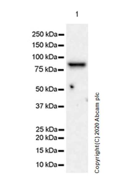 Western blot - Anti-SEC23B + SEC23A antibody [EPR22723-102] (AB270750)