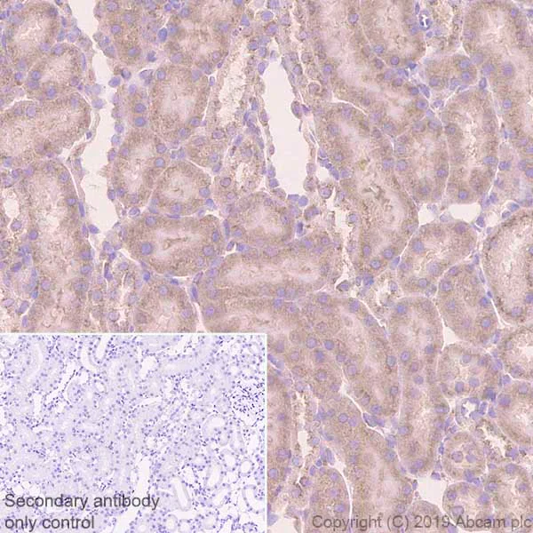 Immunohistochemistry (Formalin/PFA-fixed paraffin-embedded sections) - Anti-SEC23B + SEC23A antibody [EPR22723-102] - BSA and Azide free (AB270757)