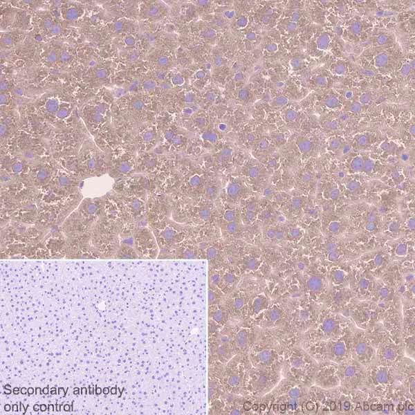 Immunohistochemistry (Formalin/PFA-fixed paraffin-embedded sections) - Anti-SEC23B + SEC23A antibody [EPR22723-102] - BSA and Azide free (AB270757)