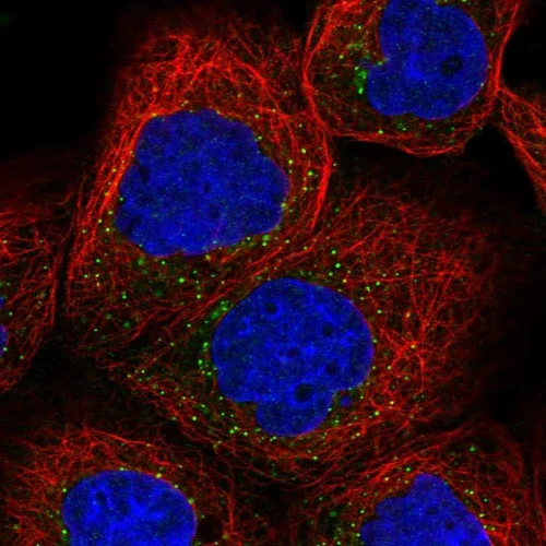 Immunocytochemistry/ Immunofluorescence - Anti-SEC23IP antibody (AB224546)