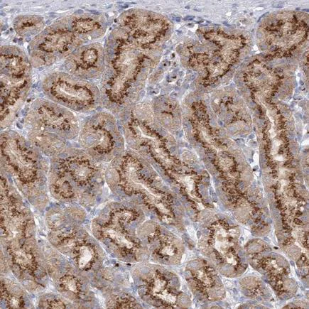 Immunohistochemistry (Formalin/PFA-fixed paraffin-embedded sections) - Anti-SEC23IP antibody (AB224546)