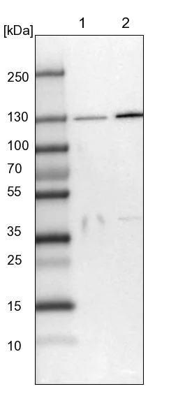 Western blot - Anti-SEC23IP antibody (AB224546)
