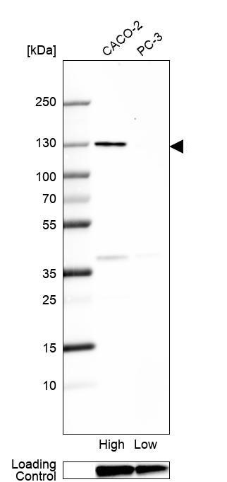 Western blot - Anti-SEC24A antibody (AB262869), expandable thumbnail