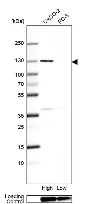 Western blot - Anti-SEC24A antibody (AB262869)