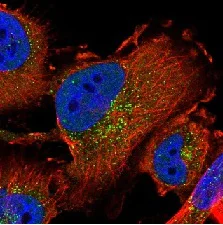 Immunocytochemistry/ Immunofluorescence - Anti-Sec24C antibody (AB122633)