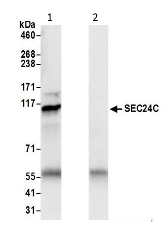 Immunoprecipitation - Anti-Sec24C antibody (AB241336)