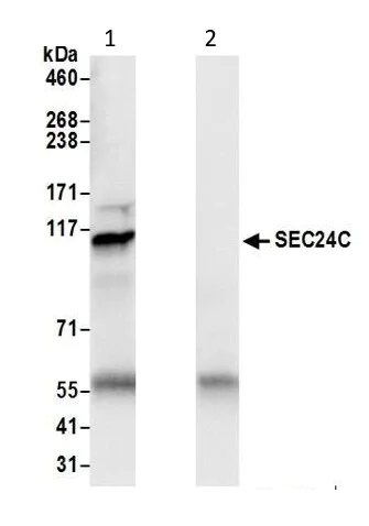 Immunoprecipitation - Anti-Sec24C antibody (AB241336)