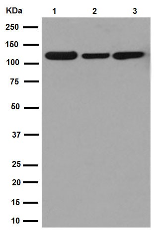 Western blot - Anti-SEC24D antibody [EPR16089] - BSA and Azide free (AB251088), expandable thumbnail