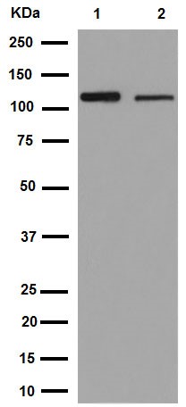 Western blot - Anti-SEC24D antibody [EPR16089] - BSA and Azide free (AB251088), expandable thumbnail