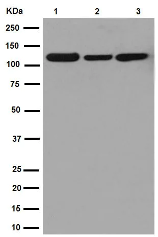 Western blot - Anti-SEC24D antibody [EPR16089] - N-terminal (AB191566)