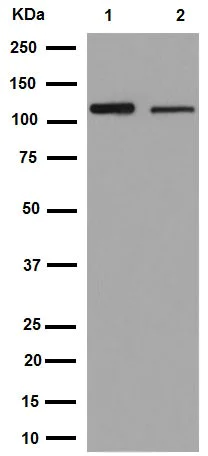 Western blot - Anti-SEC24D antibody [EPR16089] - N-terminal (AB191566)