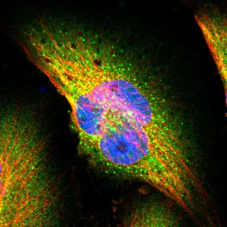 Immunocytochemistry/ Immunofluorescence - Anti-Sec31A antibody (AB253009)