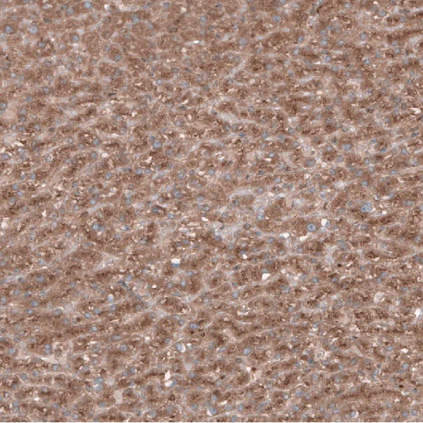 Immunohistochemistry (Formalin/PFA-fixed paraffin-embedded sections) - Anti-Sec31A antibody (AB253009)