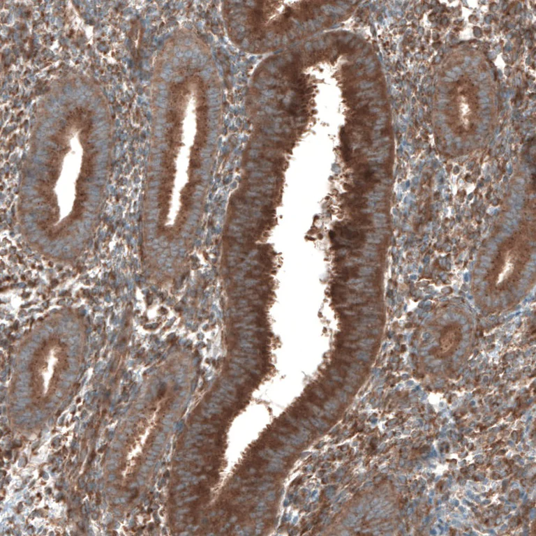 Immunohistochemistry (Formalin/PFA-fixed paraffin-embedded sections) - Anti-Sec31A antibody (AB253009)