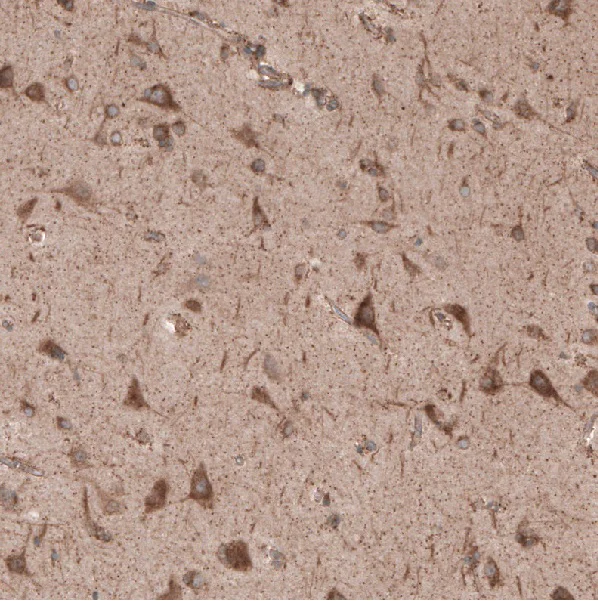 Immunohistochemistry (Formalin/PFA-fixed paraffin-embedded sections) - Anti-Sec31A antibody (AB253009)