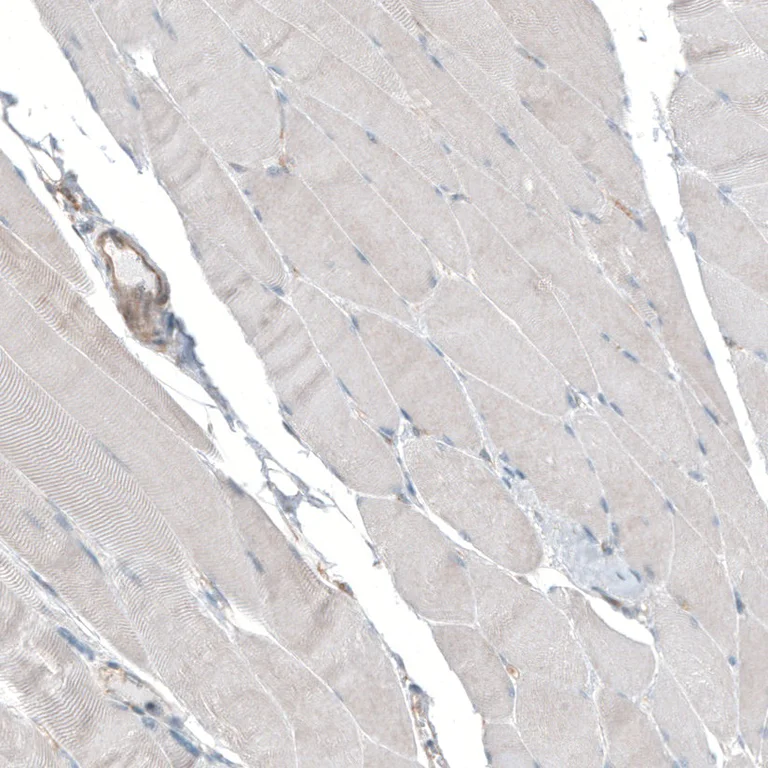 Immunohistochemistry (Formalin/PFA-fixed paraffin-embedded sections) - Anti-Sec31A antibody (AB253009)