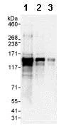 Western blot - Anti-Sec31A antibody (AB86600)