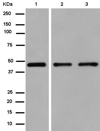 Western blot - Anti-SEC61A antibody [EPR14379] (AB183046), expandable thumbnail