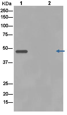 Immunoprecipitation - Anti-SEC61A antibody [EPR14379] - BSA and Azide free (AB240264)