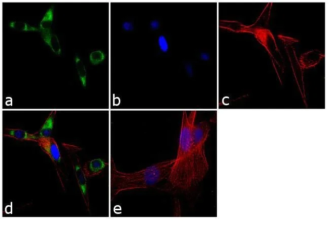 Immunocytochemistry/ Immunofluorescence - Anti-SEC61B antibody (AB15576)