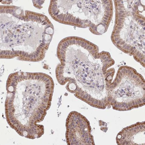 Immunohistochemistry (Formalin/PFA-fixed paraffin-embedded sections) - Anti-SEC61B antibody (AB244487)