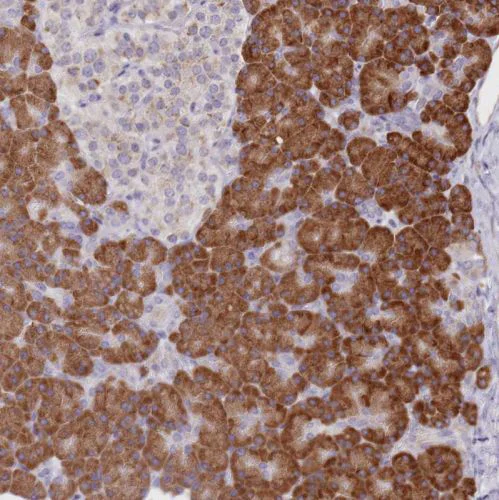 Immunohistochemistry (Formalin/PFA-fixed paraffin-embedded sections) - Anti-SEC61B antibody (AB244487)